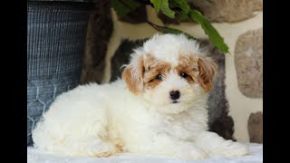 Micro Mini Goldendoodle Puppy for Sale