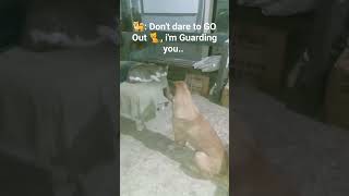 My dog won't allow miming to go out #catlover #shorts #cutecats  #shortsvideo #pusa #doglover