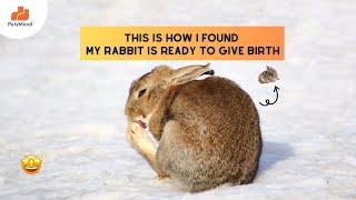 Rabbit Giving Birth: 7 Signs I Observed In My Bunny👆💯 | Pet Care | Petsmond