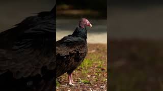 The Weird Way Turkey Vultures Clean Themselves