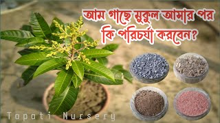 আম গাছে মুকুল আসার পর কি পরিচর্যা করবেন । আম গাছে সার প্রয়োগের নিয়ম । Tapati Nursery