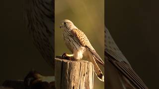 Kestrel Bird Having a Meal 🦅