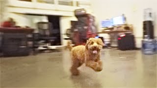 Puppy Chase (60fps)