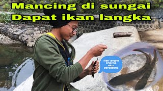 Mancing ikan disungai jernih dapat ikan channa langka