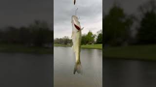 First catch on this rainy day! Lil Jody! #Fishing #Bass #BassFishing #RainyDayFishing