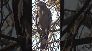 Bird of prey - Black Kite Bird #blackkite #birds #wildlifewatch #shortsfeed #shorts #watch #look #yt