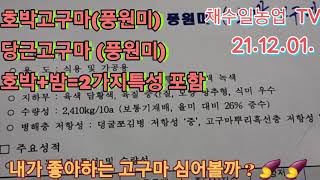 고구마 품종별 특성과 선택방법 꿀고구마.밤고구마.호박고구마 여주고구마.해남고구마.군고구마.강원도 횡성군 멀심을까?