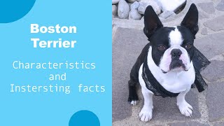 The Boston Terrier 101 - Characteristics and interesting facts - Animal Facts