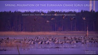 Eurasian Cranes Rest Stop at Pulken, Sweden 2020-04-08