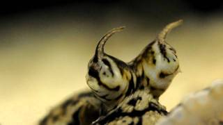 Mimic  octopus eyes