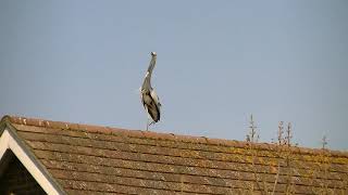 Seagulls having ago at the Heron