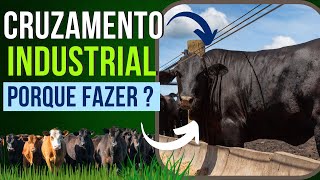 CRUZAMENTO INDUSTRIAL Porque fazer ?