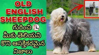 Old English Sheepdog Facts In Telugu