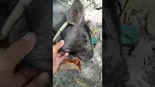 MEET MY CUTE NATIVE PIGLET ARANG, #asmr  #native #piglets