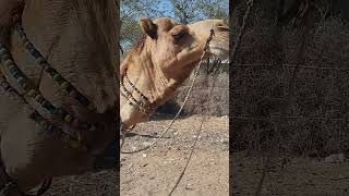 Oldest camel #shortvideos #camel #viral #animals #viralvideos #funny #camelsound #shorts