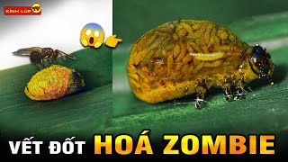 🔥 Chuyện Gì Sẽ Xảy Ra Nếu Hàng Loạt Động Vật Biến Thành Zombie I Kính Lúp TV