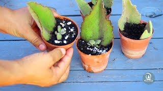 How to grow Velvet Leaf Kalanchoe - Kalanchoe beharensis Fang