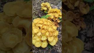 YELLOW MUSHROOMS EVERYWHERE! #forest #mushroom