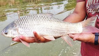 Cast Net Fishing | Traditional Fish catching with a cast net | Best Fishing video | Fishing Big Fish