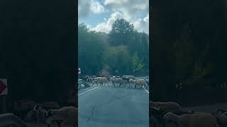 Goat road block #goat #sheep #cyprus #animals #farming #bovine #roadblock #nature #mountains