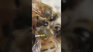 Learn more about Honey Bees #waggledance #social #