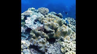 Snorkelling on the Great Barrier Reef