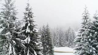 SnowFall Gulmarg Kashmir