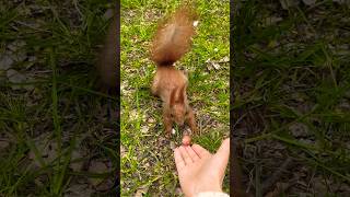 🐿️小心翼翼的跑来🤣#cute #squirrel #shorts #squirrelfeeding #feed #동물 #eating #eat #animalphotos #mylife