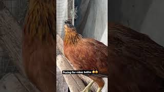 #shorts #trending #tamil #birds