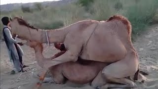 Big camel | Gangster #camel #camellife #animals #thar #viralvideo #nature @Camels_horse