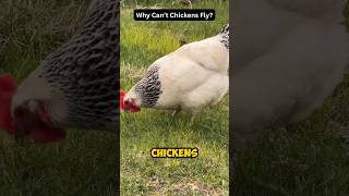 Why Can’t Chickens Fly?🐓🤔🤩#chickens #daily #dailyfacts