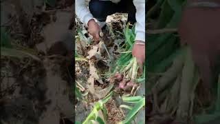 Watch me a satisfaying videos of agriculture growing fruit, vegetable, carrot, corn, onion etc 95