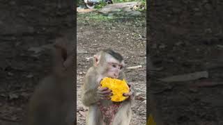 Funny monkey on clip each , Enjoy  8