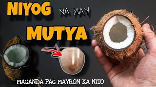 NIYOG NA MAY MUTYA+AGIMAT AT MUTYA SA PILIPINAS/LIHIM NA KAALAMAN