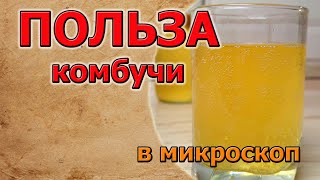 Польза чайного гриба, комбуча,  джун