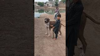 Child Holding A Big Dog #ytshorts #bigdog