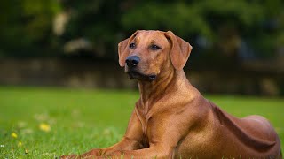 How to Care for Rhodesian Ridgeback Joint Problems - Prevention & Treatment Tips