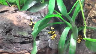 Dart frog fight leucomelas call