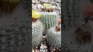 #cactus #цветы #succulent #ambientmusic