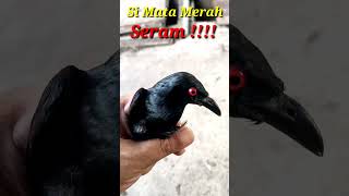 Burung Mata Merah#shorts