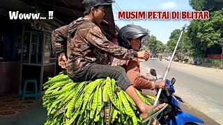 Musim Petai di Blitar #musimpetaidiblitar #tiwoltv