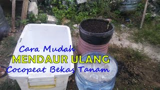 Cara Mendaur Ulang Cocopeat Bekas Menanam Melon di Galon