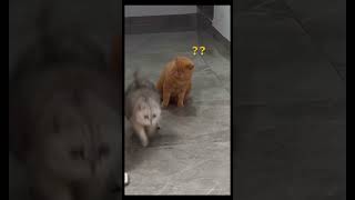 #funnyvideo #funnymemes #funny #shorts #shortvideo