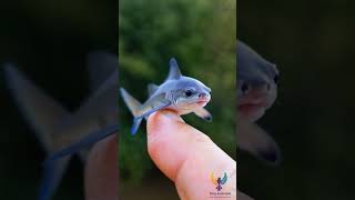 Cutest little Shark #cuteanimals #ai #minianimals #babyanimals #tinyanimals #aianimals #shark