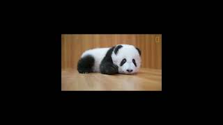 cute animals transformation after they grow up #trending #cuteanimal #cute#cheetah#panda