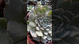 Echeveria 'Grande Cinza'