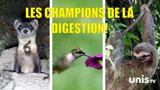 La digestion des animaux: furet, colibri et paresseux!