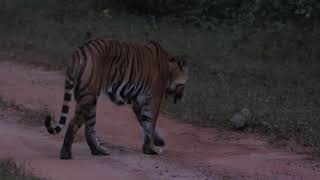 Tiger waits for her cub at Kanha -November 2022