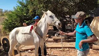 COLOCAMOS A ÉGUA NA CARROÇA PELA PRIMEIRA VEZ