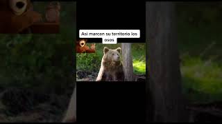 Asi marcan su territorio los osos #bear #oso #for#foryou #viral#animales #shorts